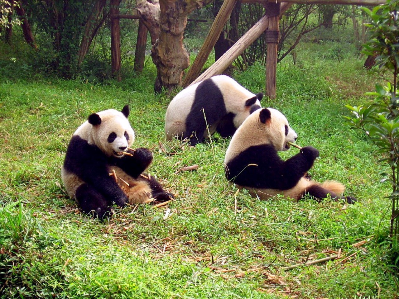 Giant pandas at the Chengdu Research Base of Giant Panda Breeding
