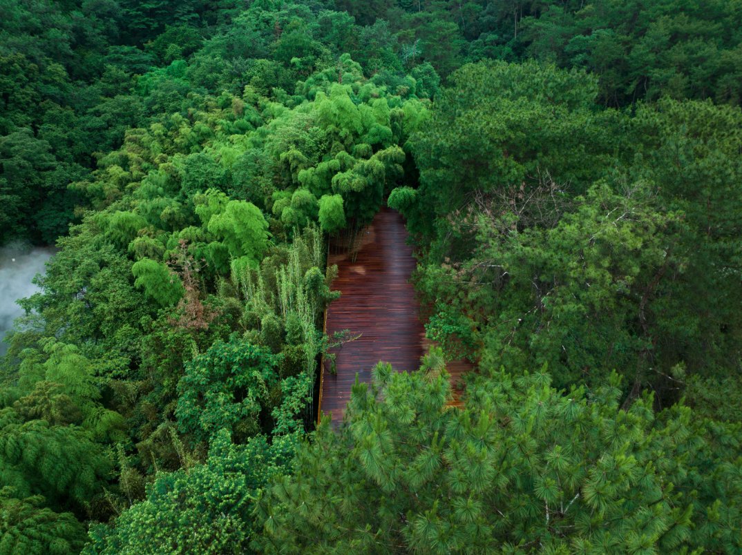 Woodland platform at Banyan Tree Mount Emei