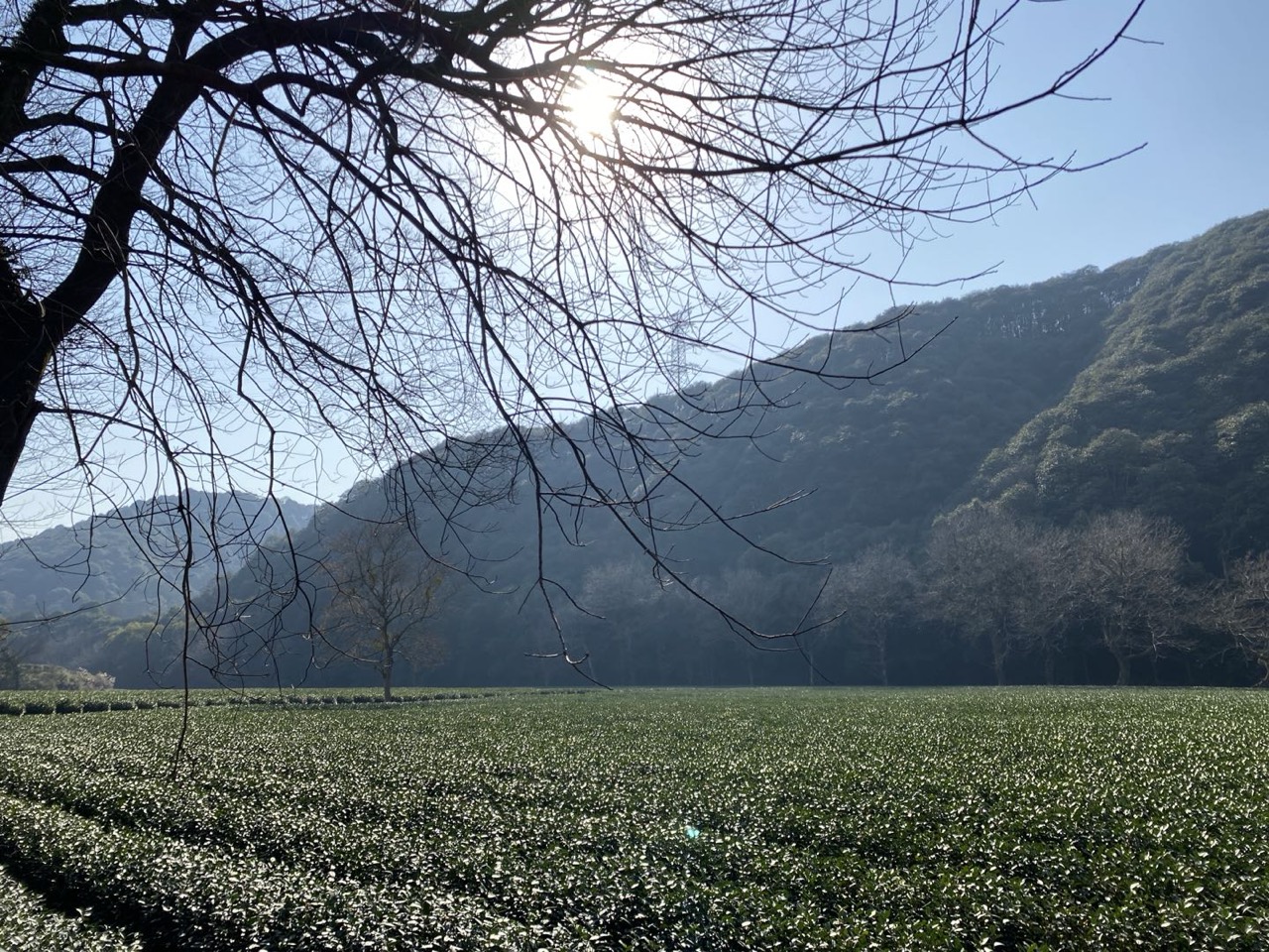 Longjing tea terraces in the hills west of West Lake