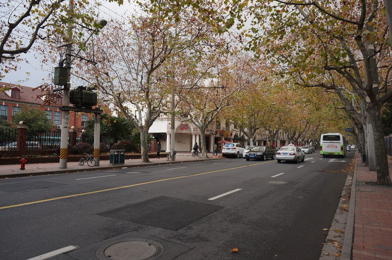Plane trees over Hengshan Road in the former French Concession, Shanghai